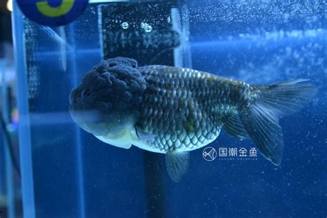 綠水養魚